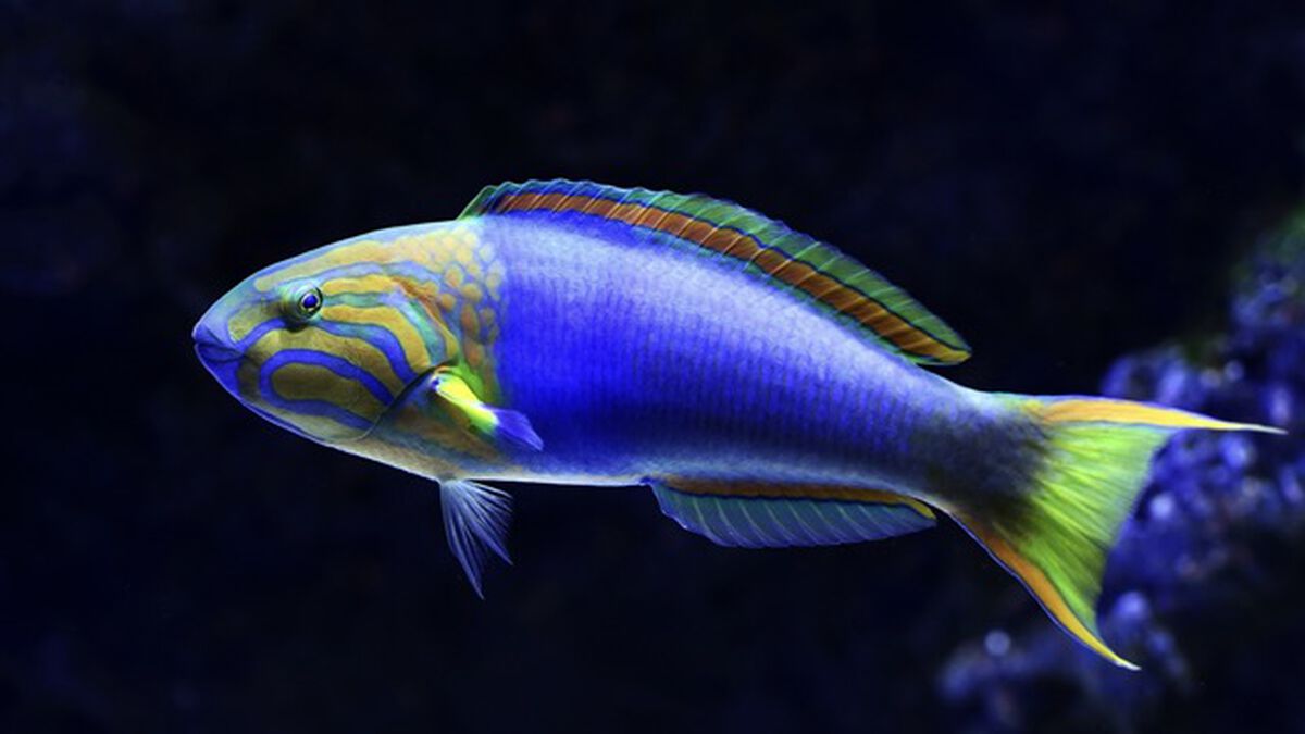Is it a Fish? image number null